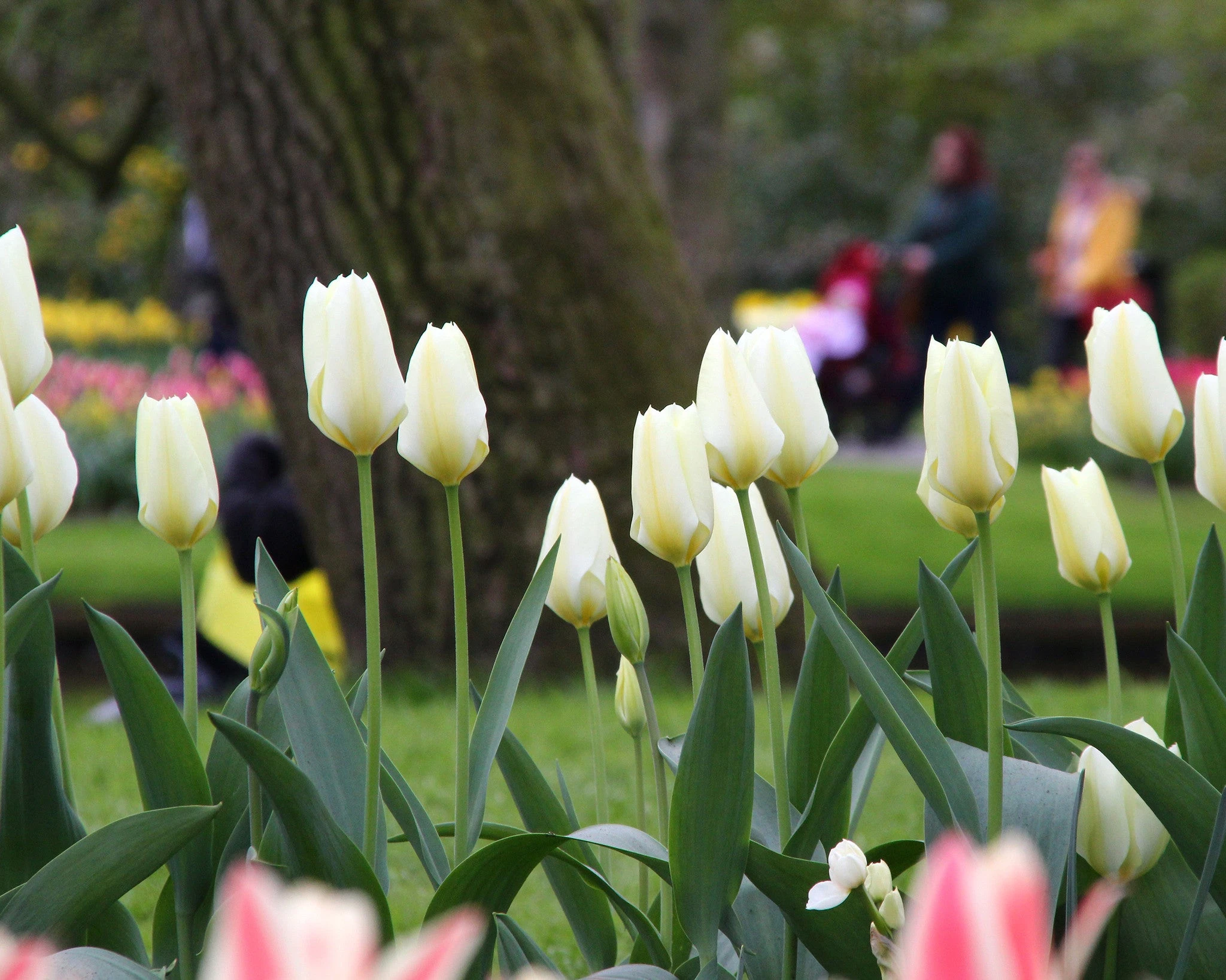 Tulip 'White Emperor' 6 Tulip 'White Emperor' - Image 4