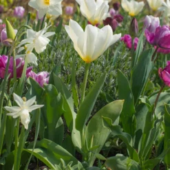 Tulip 'White Emperor' 13 Tulip 'White Emperor' -UK Garden Plants Sales 2024 tulip purissima 2