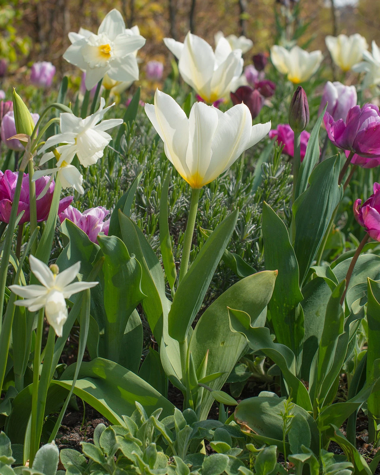Tulip 'White Emperor' 5 Tulip 'White Emperor' - Image 3