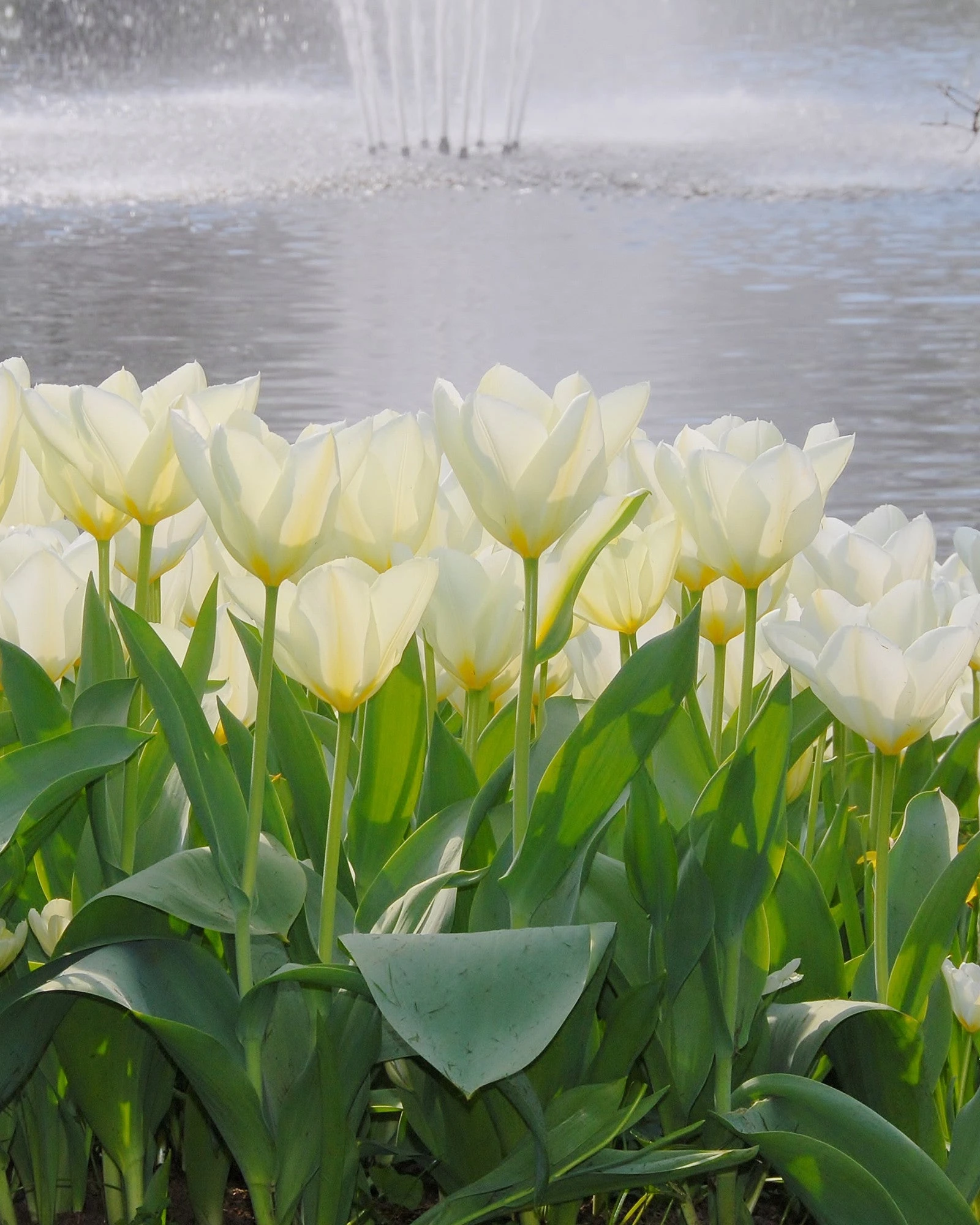 Tulip 'White Emperor' 4 Tulip 'White Emperor' - Image 2