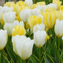 Tulip 'White Emperor' 19 Tulip 'White Emperor' -UK Garden Plants Sales 2024 tulip purissima 6
