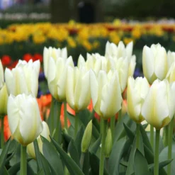 Tulip 'White Emperor' 15 Tulip 'White Emperor' -UK Garden Plants Sales 2024 tulip purissima 9