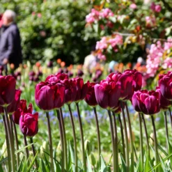 Tulip 'Purple Lady' -UK Garden Plants Sales 2024 tulip purple lady 1 006b6201 d652 40c4 a689 58f0e0102777
