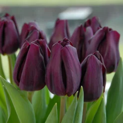 Tulip 'Purple Lady' -UK Garden Plants Sales 2024 tulip purple lady 2