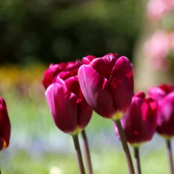 Tulip 'Purple Lady' -UK Garden Plants Sales 2024 tulip purple lady 2 5e4938fe 2713 4456 9130 eaea45c226d2