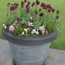 Tulip 'Purple Lady' -UK Garden Plants Sales 2024 tulip purple lady 3