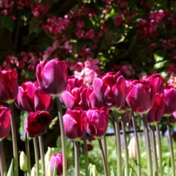 Tulip 'Purple Lady' -UK Garden Plants Sales 2024 tulip purple lady 3 58c8184c 5352 4c8b ad4c 4715267c6c9b