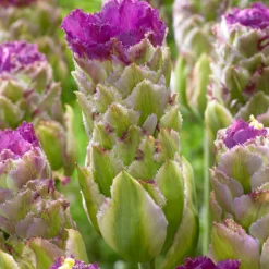 Tulip 'Purple Tower' -UK Garden Plants Sales 2024 tulip purple tower 0