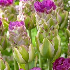 Tulip 'Purple Tower'