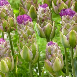 Tulip 'Purple Tower' -UK Garden Plants Sales 2024 tulip purple tower 2