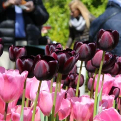 Tulip 'Queen Of Night' -UK Garden Plants Sales 2024 tulip queen of night 1