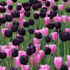 Tulip 'Queen Of Night' -UK Garden Plants Sales 2024 tulip queen of night 10