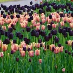 Tulip 'Queen Of Night' -UK Garden Plants Sales 2024 tulip queen of night 2