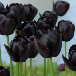 Tulip Collection 'Night & Day' 14 Tulip Collection 'Night & Day' -UK Garden Plants Sales 2024 tulip queen of night