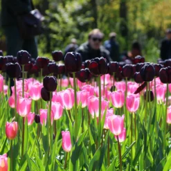 Tulip 'Queen Of Night' -UK Garden Plants Sales 2024 tulip queen of night 2 7ef1d6c4 99f6 43f3 847e 093c5913137f