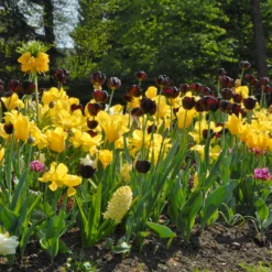 Tulip 'Queen Of Night' -UK Garden Plants Sales 2024 tulip queen of night 3