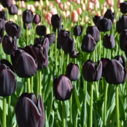 Tulip 'Queen Of Night' -UK Garden Plants Sales 2024 tulip queen of night 4