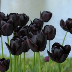 Tulip 'Queen Of Night' -UK Garden Plants Sales 2024 tulip queen of night 5