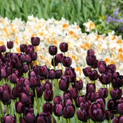 Tulip 'Queen Of Night' -UK Garden Plants Sales 2024 tulip queen of night 9