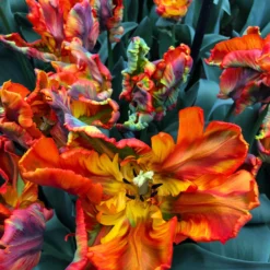 Tulip 'Rasta Parrot' -UK Garden Plants Sales 2024 tulip rasta parrot 1 scaled