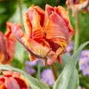 Tulip 'Rasta Parrot' -UK Garden Plants Sales 2024 tulip rasta parrot 2