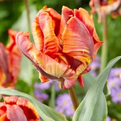Tulip 'Rasta Parrot'