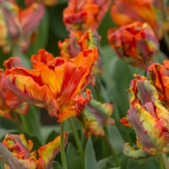Tulip 'Rasta Parrot' -UK Garden Plants Sales 2024 tulip rasta parrot 4