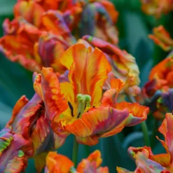 Tulip 'Rasta Parrot' -UK Garden Plants Sales 2024 tulip rasta parrot 5 scaled