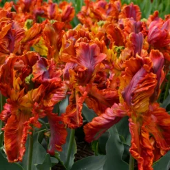 Tulip 'Rasta Parrot' -UK Garden Plants Sales 2024 tulip rasta parrot 6 scaled