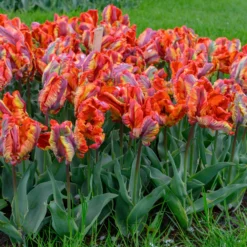 Tulip 'Rasta Parrot' -UK Garden Plants Sales 2024 tulip rasta parrot 7 scaled