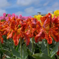 Tulip 'Rasta Parrot' -UK Garden Plants Sales 2024 tulip rasta parrot 8 scaled