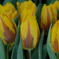 Tulip 'Ravana' -UK Garden Plants Sales 2024 tulip ravana 3