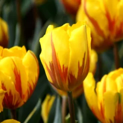 Tulip 'Ravana' -UK Garden Plants Sales 2024 tulip ravana 3 11257189 976a 40e5 9678 e3538fdd6548 scaled