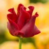Tulip 'Red Dress' 1 Tulip 'Red Dress' -UK Garden Plants Sales 2024 tulip red dress 1
