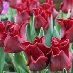 Tulip 'Red Dress' 9 Tulip 'Red Dress' -UK Garden Plants Sales 2024 tulip red dress 1 d3366be9 9af5 4e90 89a9 800c7e8811ab scaled