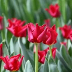 Tulip 'Red Dress' 10 Tulip 'Red Dress' -UK Garden Plants Sales 2024 tulip red dress 2 scaled