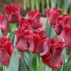 Tulip 'Red Dress' 11 Tulip 'Red Dress' -UK Garden Plants Sales 2024 tulip red dress 2 cdc0d088 5f38 44b3 bbda da9f32c7dd64 scaled