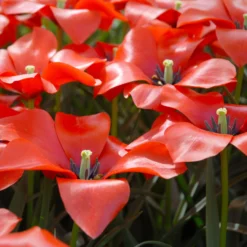 Tulip 'Red Hunter' 14 Tulip 'Red Hunter' -UK Garden Plants Sales 2024 tulip red hunter 10 scaled