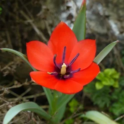 Tulip 'Red Hunter' 17 Tulip 'Red Hunter' -UK Garden Plants Sales 2024 tulip red hunter 3 scaled
