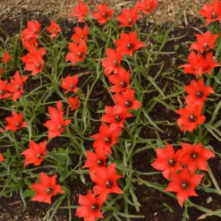 Tulip 'Red Hunter' 15 Tulip 'Red Hunter' -UK Garden Plants Sales 2024 tulip red hunter 4 scaled