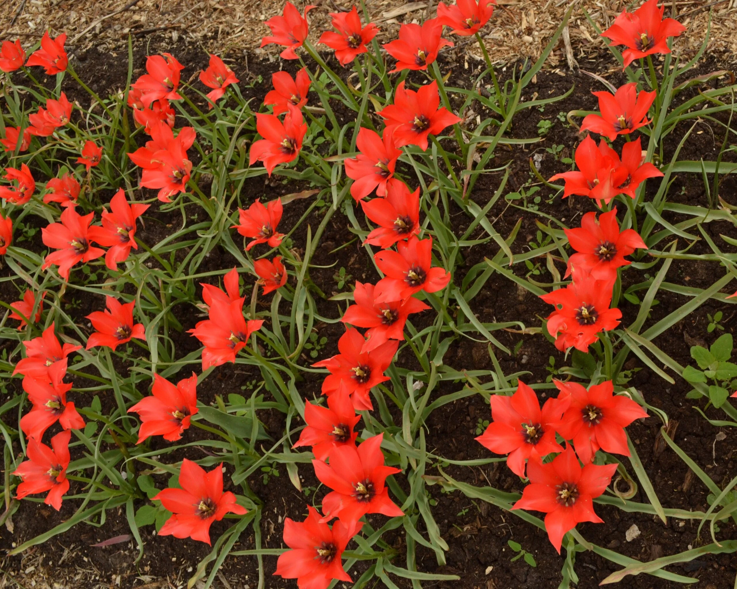 Tulip 'Red Hunter' 6 Tulip 'Red Hunter' - Image 4