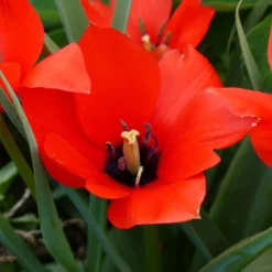 Tulip 'Red Hunter' 21 Tulip 'Red Hunter' -UK Garden Plants Sales 2024 tulip red hunter 6 scaled