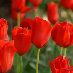 Tulip 'Red Hunter' 20 Tulip 'Red Hunter' -UK Garden Plants Sales 2024 tulip red hunter 7 scaled