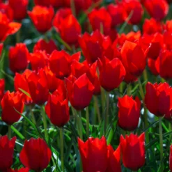 Tulip 'Red Hunter' 16 Tulip 'Red Hunter' -UK Garden Plants Sales 2024 tulip red hunter 8 scaled