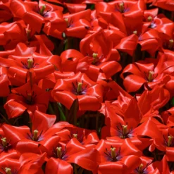 Tulip 'Red Hunter' 18 Tulip 'Red Hunter' -UK Garden Plants Sales 2024 tulip red hunter 9 scaled