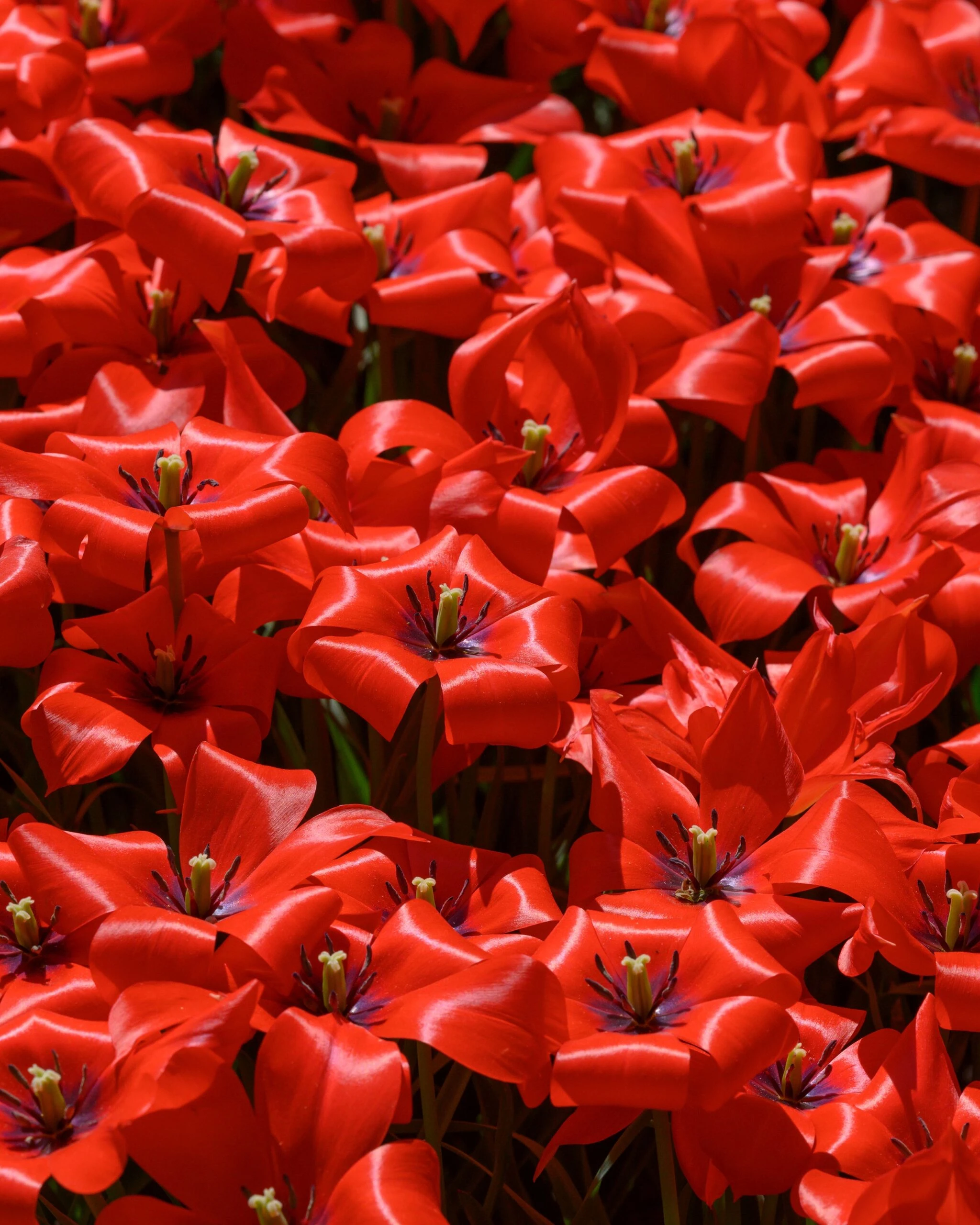 Tulip 'Red Hunter' 9 Tulip 'Red Hunter' - Image 7