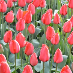 Tulip 'Red Impression' 15 Tulip 'Red Impression' -UK Garden Plants Sales 2024 tulip red impression 2