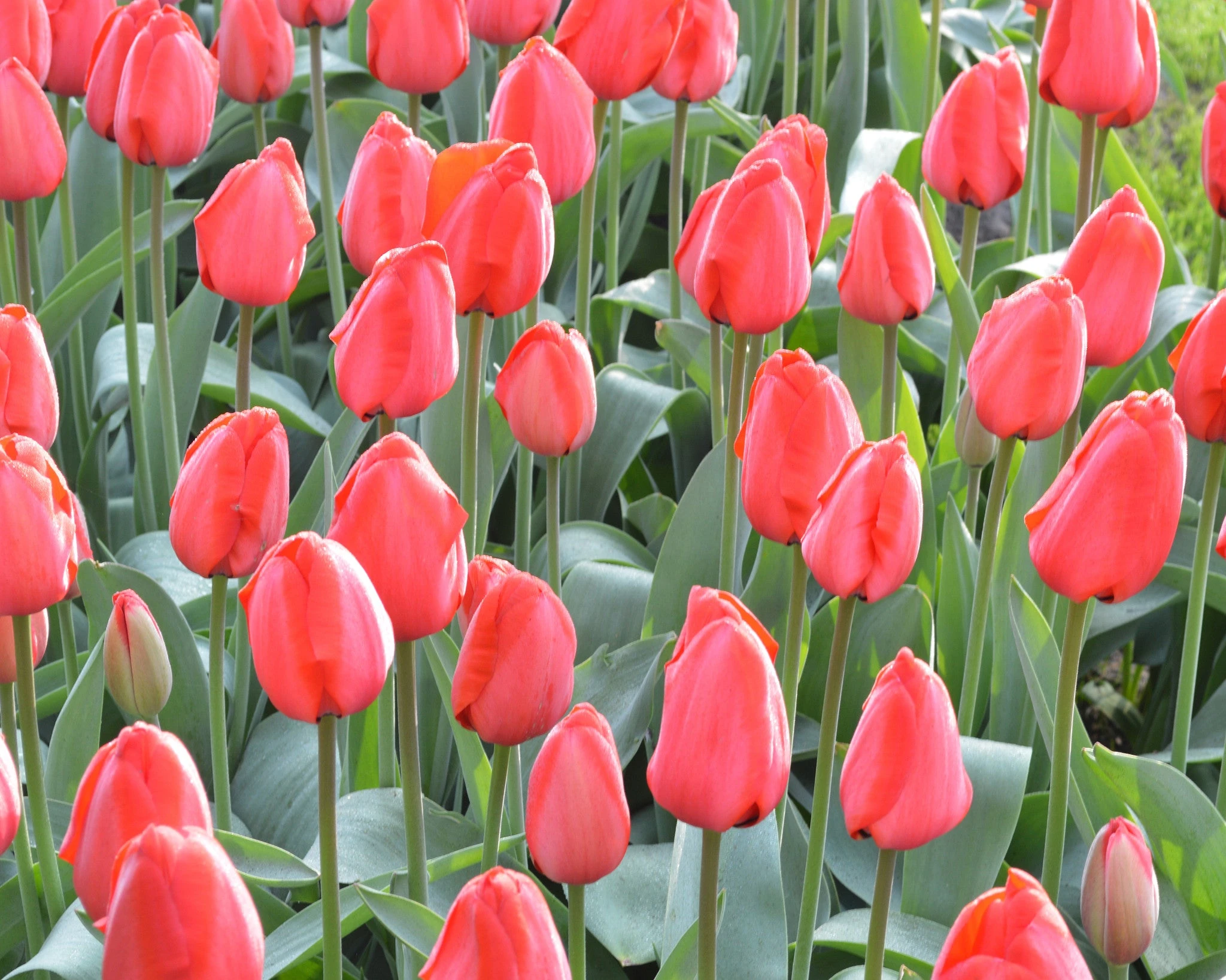 Tulip 'Red Impression' 9 Tulip 'Red Impression' - Image 7