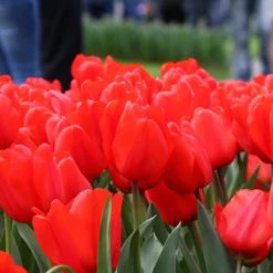 Tulip 'Red Impression' 11 Tulip 'Red Impression' -UK Garden Plants Sales 2024 tulip red impression 3 6c94d4de 1193 492d 8e36 294318a34080