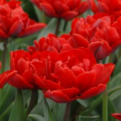 Tulip 'Red Princess' -UK Garden Plants Sales 2024 tulip red princess 3 scaled